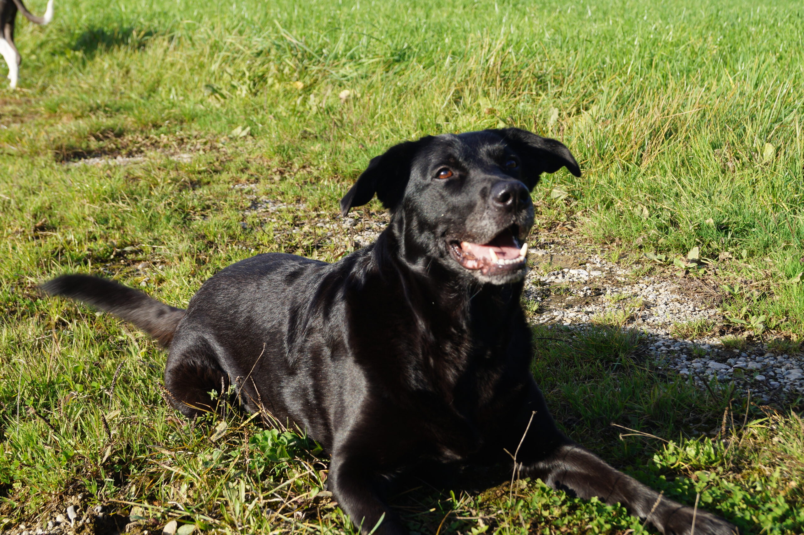 Energetische Behandlung für Hunde und Katzen